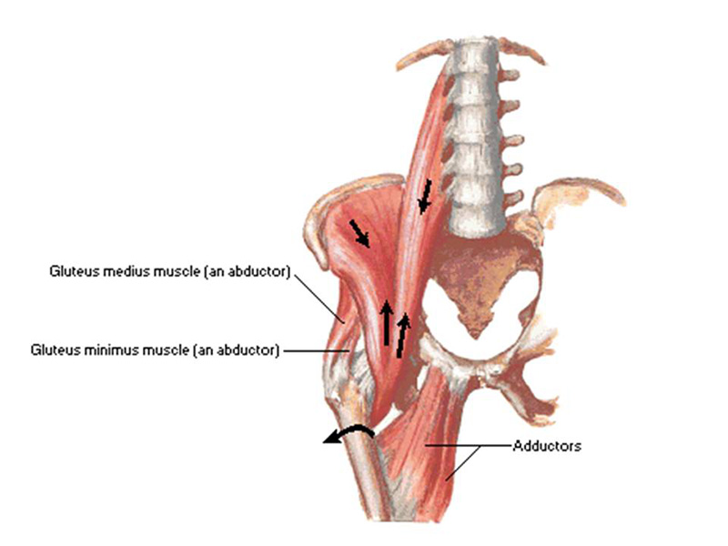 muscoli anca